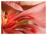 Macro