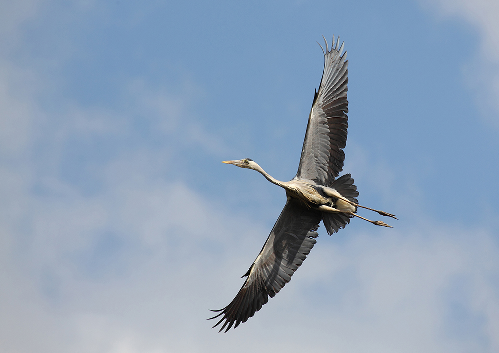 Grey Heron