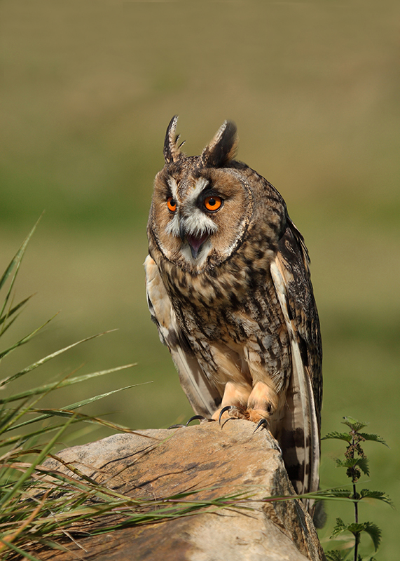 Long eared Owl.