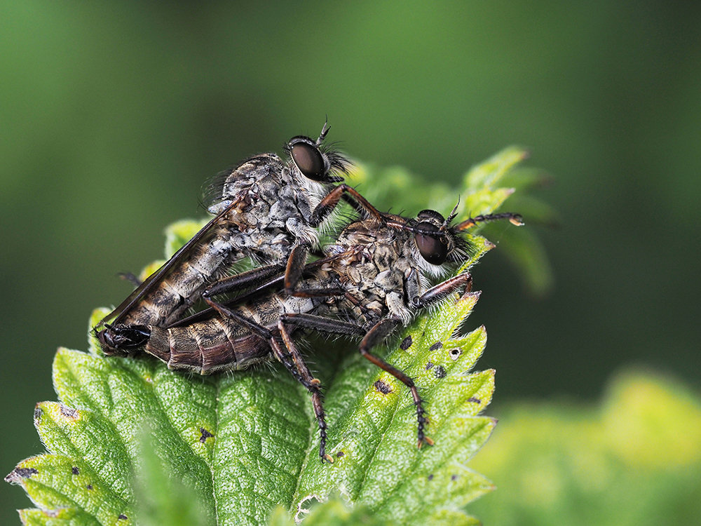 Robber Flies