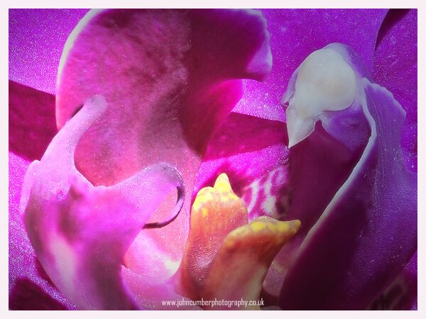 Orchid