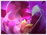 Orchid