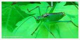 Speckled Bush Cricket