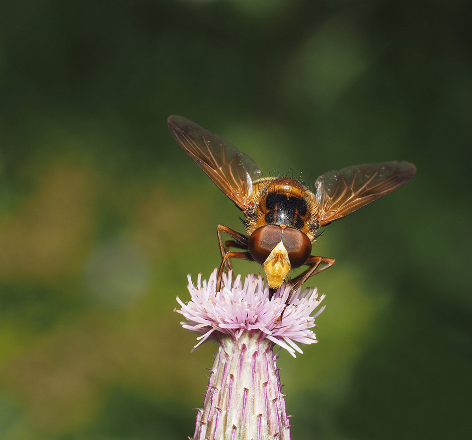 Drone Fly