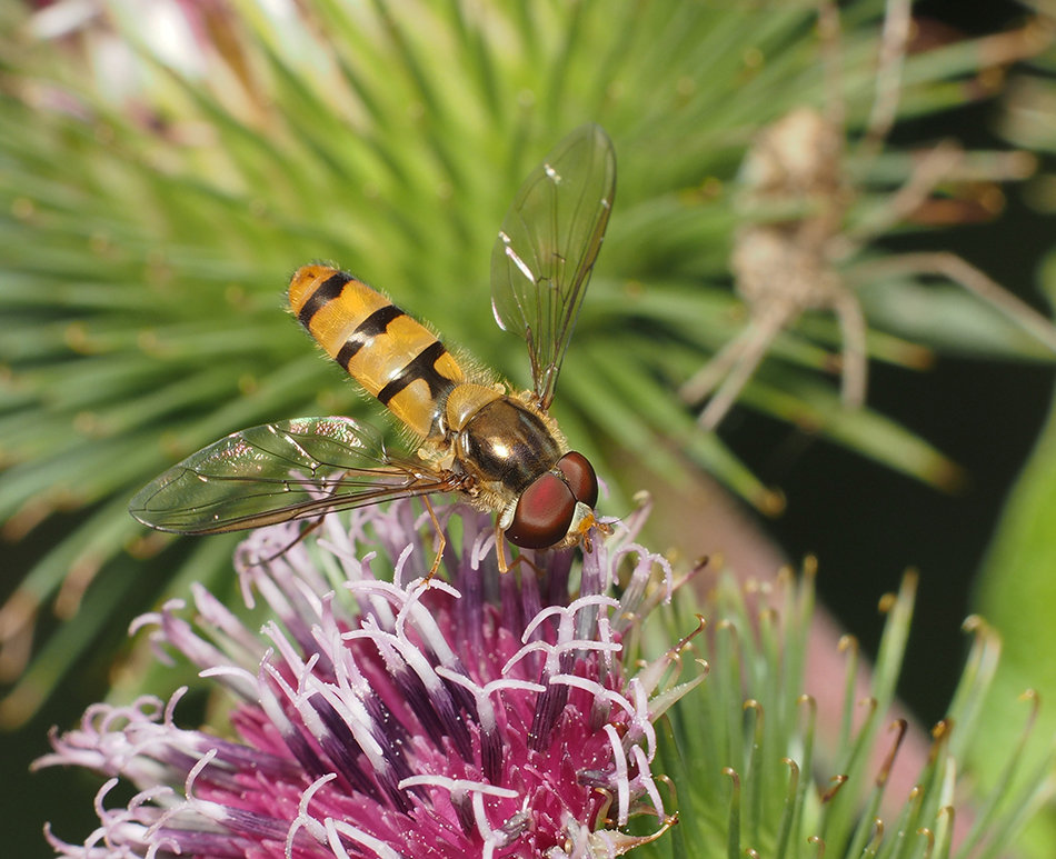 Hoverfly