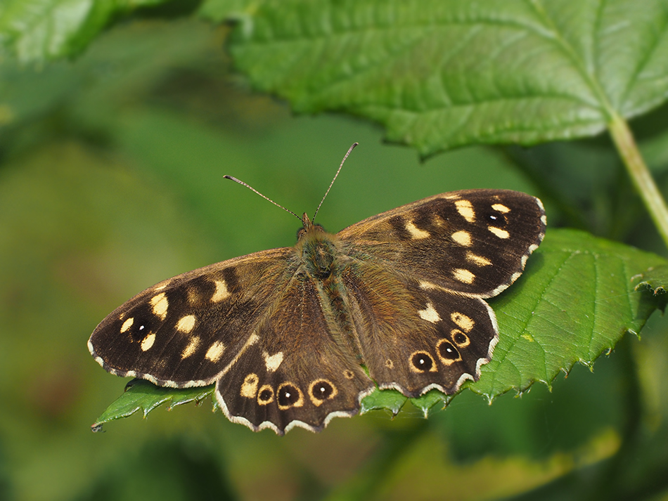Speckled Wood