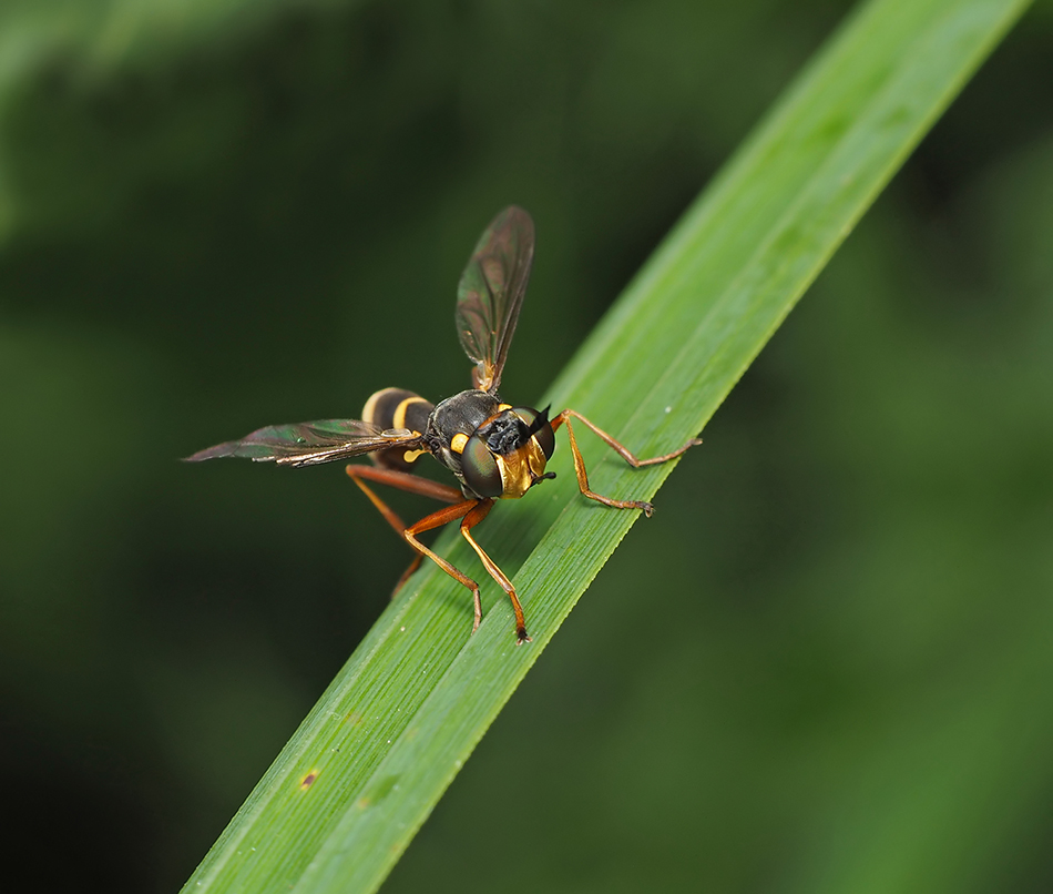 Conopid fly Wasp Mimic