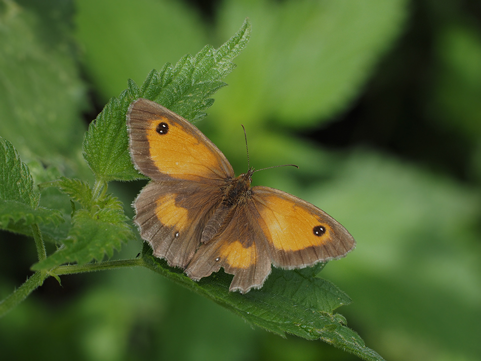 GateKeeper