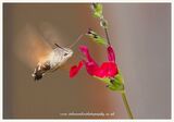 Humming bird hawk moth