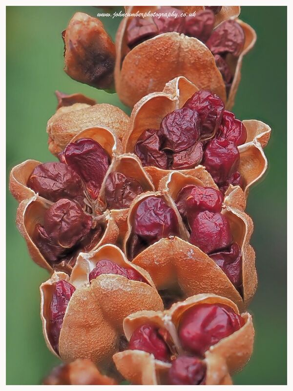 Seed pods Crocosmia