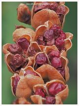 Seed pods Crocosmia