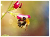 Bee collecting pollen