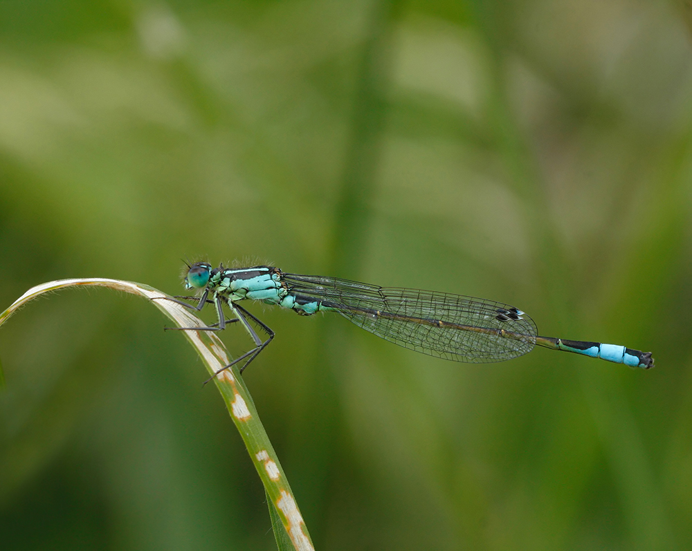 Damsel Fly