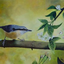 Original oil painting "Springtime Nuthatch" [SOLD]