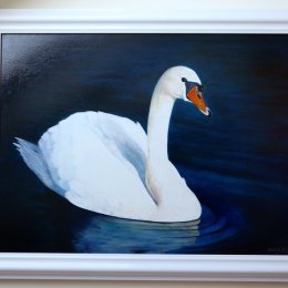 Original Oil painting framed "Mute Swan"