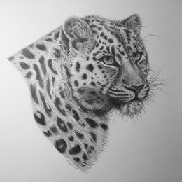 Original graphite study "Amur Leopard"