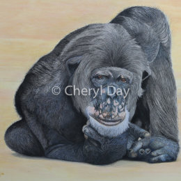 Original graphite and coloured pencil "The Study"