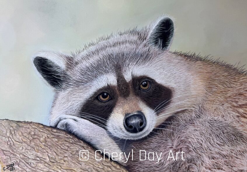 Original pastel drawing - 'Resting Raccoon'