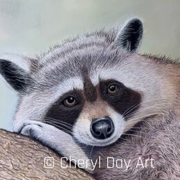 Original pastel drawing - 'Resting Raccoon'