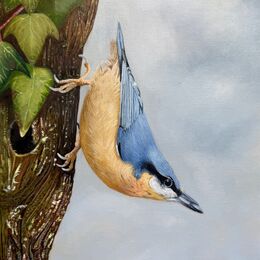 Original oil painting on panel: "Nuthatch"