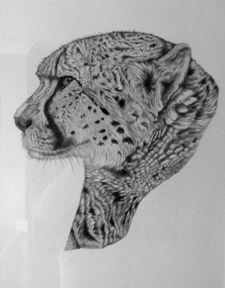 Original graphite study "Cheetah in profile"