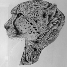 Original graphite study "Cheetah in profile"