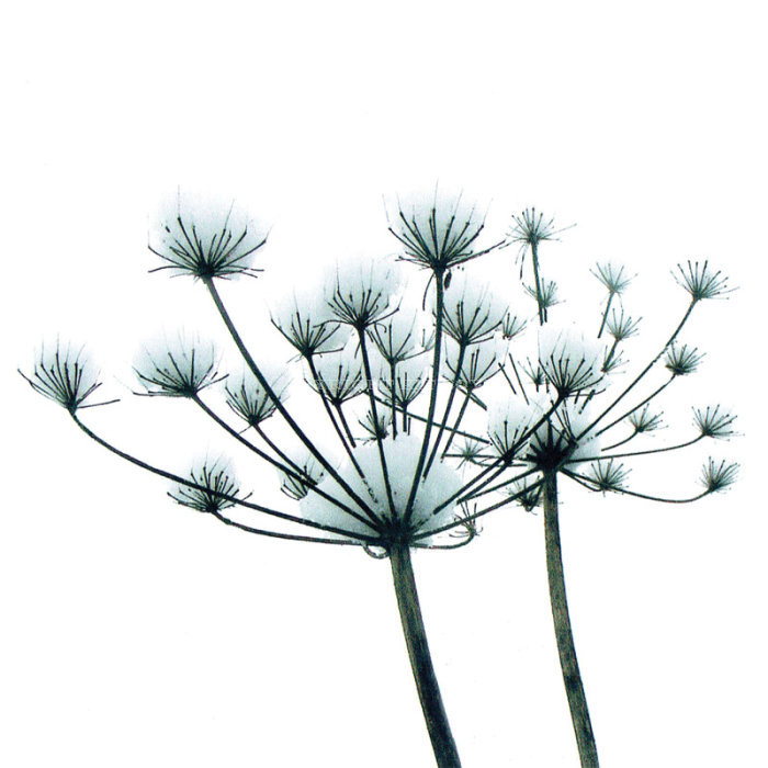 Seedheads in the Snow (3 pack of cards)