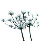 Seedheads in the Snow (3 pack of cards)