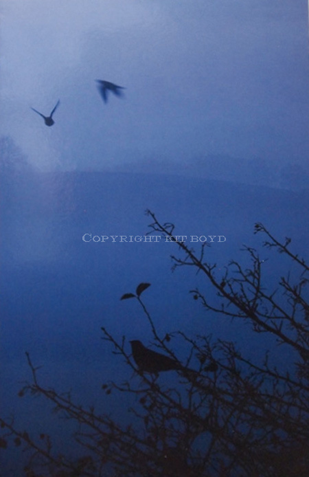 Winter Birds (Pack of 5 cards)