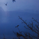 Winter Birds (Pack of 10 cards)