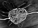 disappearing insects