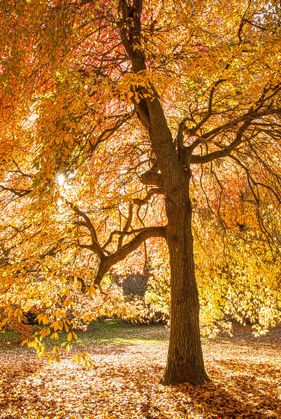 Autumn tree Sheffield Park East Sussex