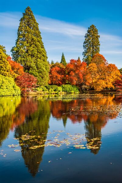Lake reflections Sheffield Park East Sussex