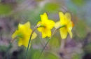 Spring Impression