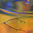 Apley Pool Reflections