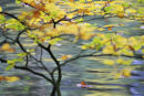 Floating Beech Leaf