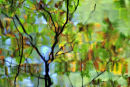 Reflections