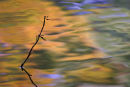 Reflections