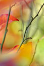 Autumn Colours