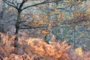 Autumn Ferns