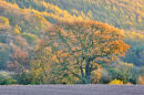 Autumn Glow