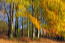 Autumn Impression