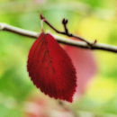 Autumn Leaf