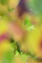 Autumn Leaves