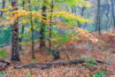 Autumn on the Ercall