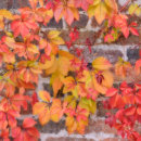 Autumnal Ivy