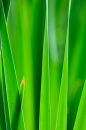 Backlit Leaves