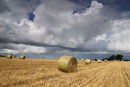 Shropshire Harvest