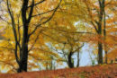 Beech Trees