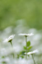 Big Eye Daisies